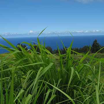 Hawaiian View